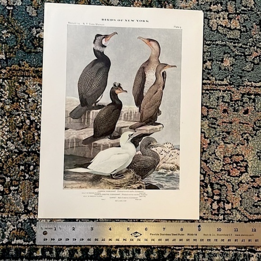 🖤5/$25 Antique Ornithological Bird Print Original 1916 vintage birds home decor